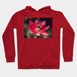 Pollen Collection. Bee Photograph Hoodie